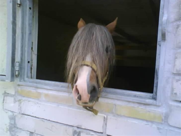 Welsh Mountain (sec A) Spirit<3(har tilredet)<3 billede 6