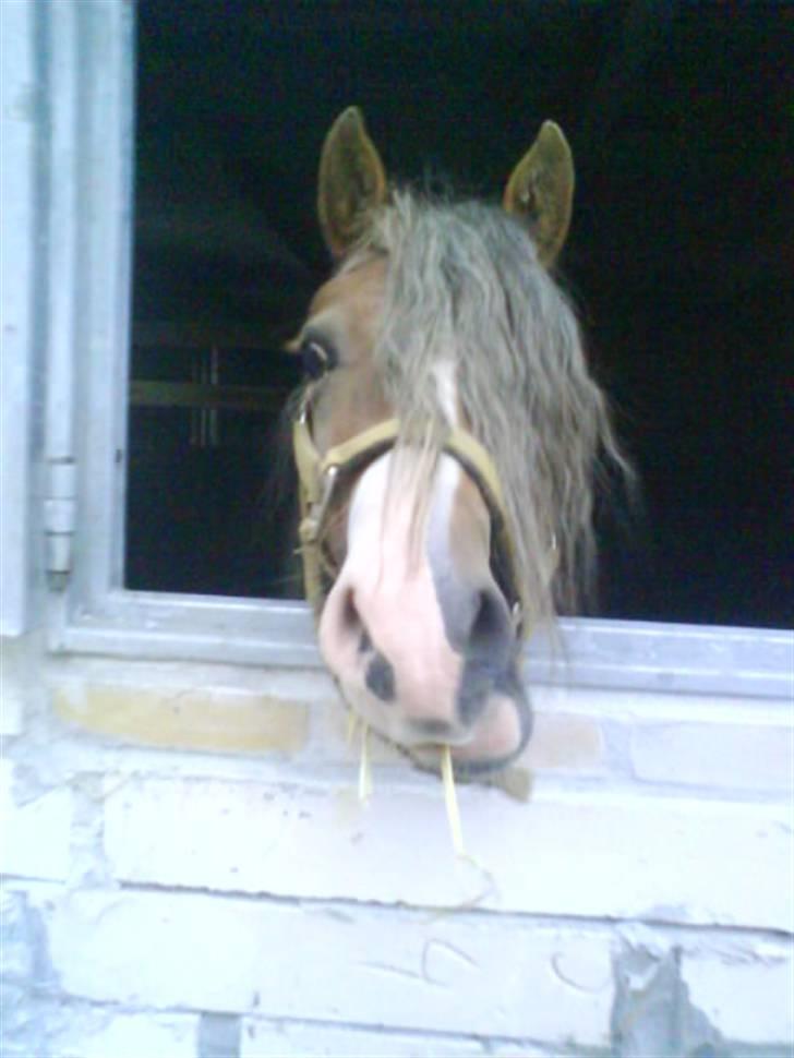 Welsh Mountain (sec A) Spirit<3(har tilredet)<3 billede 7