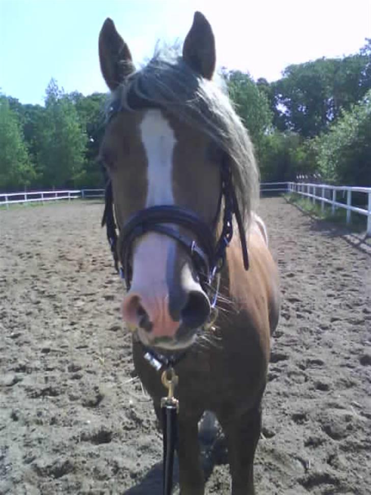 Welsh Mountain (sec A) Spirit<3(har tilredet)<3 billede 8