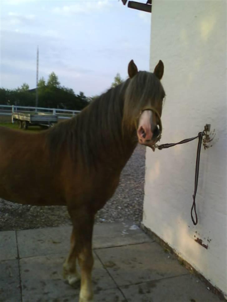 Welsh Mountain (sec A) Spirit<3(har tilredet)<3 billede 9