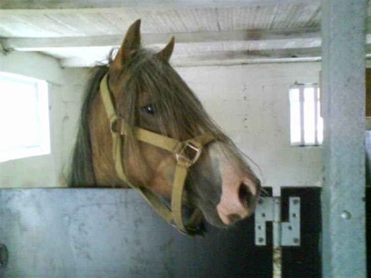 Welsh Mountain (sec A) Spirit<3(har tilredet)<3 billede 10