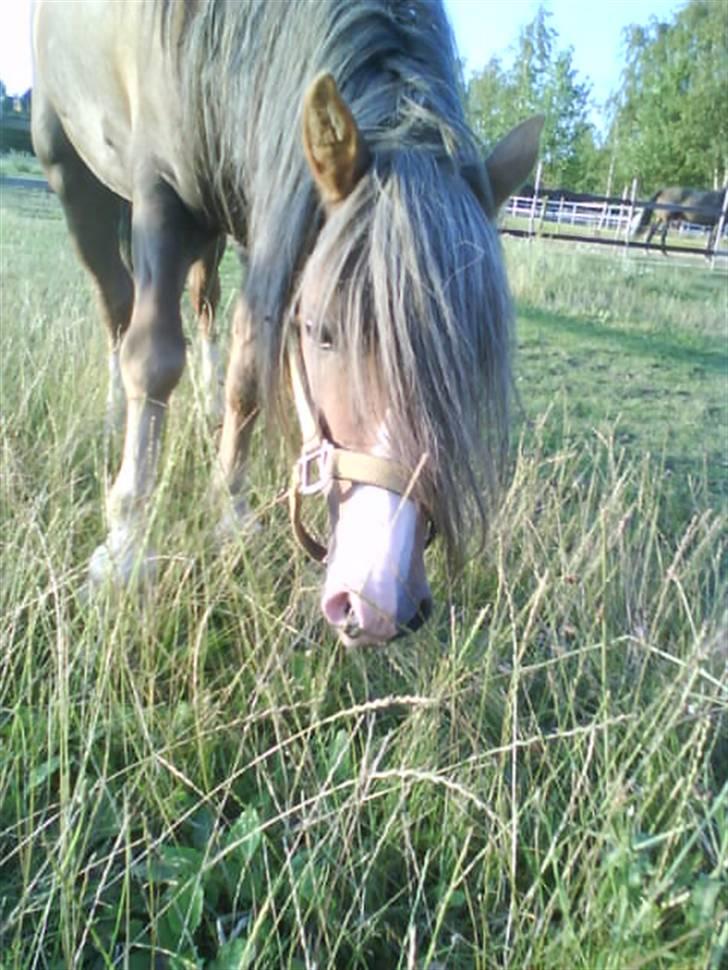 Welsh Mountain (sec A) Spirit<3(har tilredet)<3 billede 11