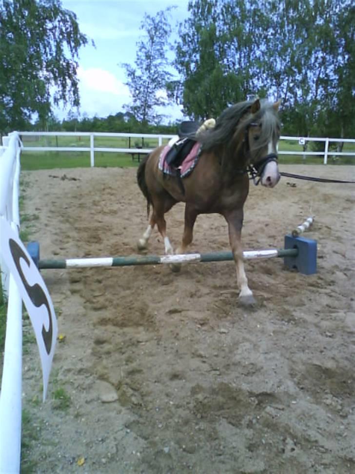 Welsh Mountain (sec A) Spirit<3(har tilredet)<3 billede 12