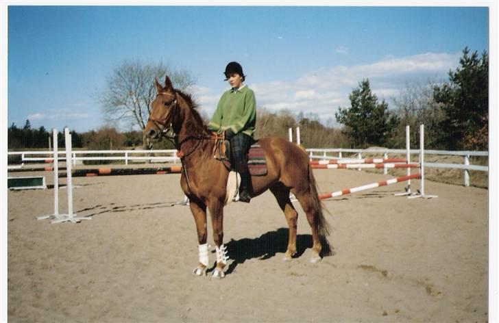 Dansk Varmblod Gritt- Rip smukke himmelhest?? billede 1