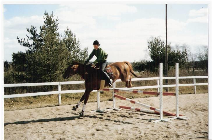 Dansk Varmblod Gritt- Rip smukke himmelhest?? billede 2