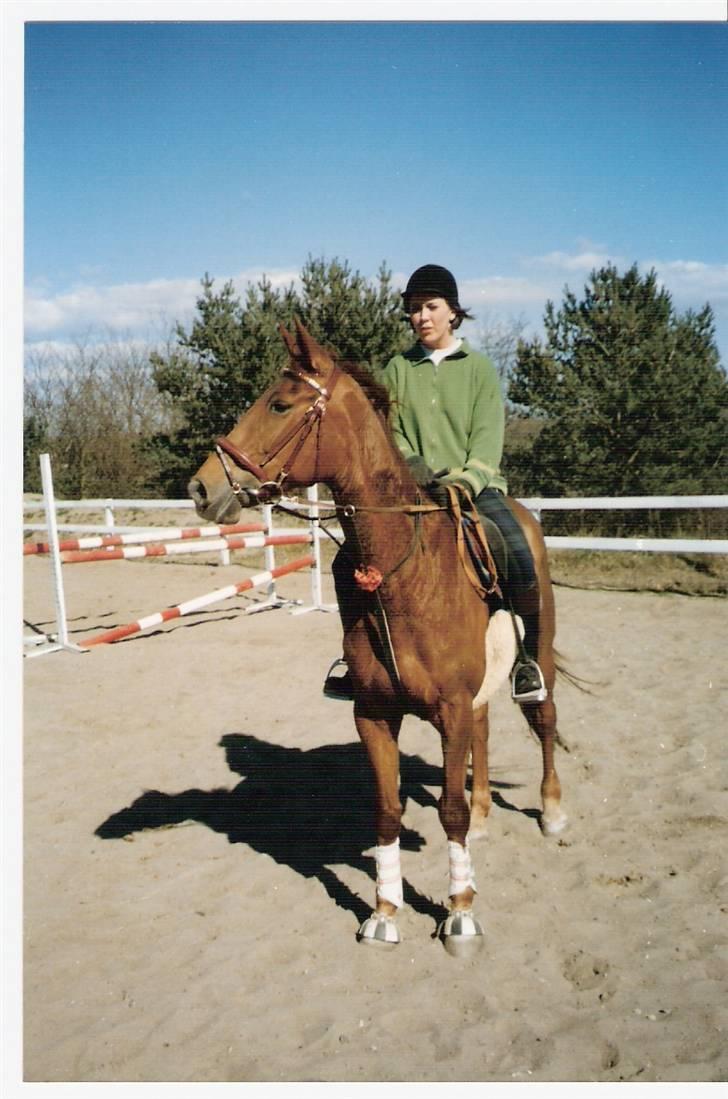 Dansk Varmblod Gritt- Rip smukke himmelhest?? billede 3