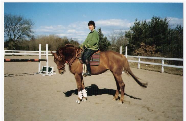 Dansk Varmblod Gritt- Rip smukke himmelhest?? billede 4