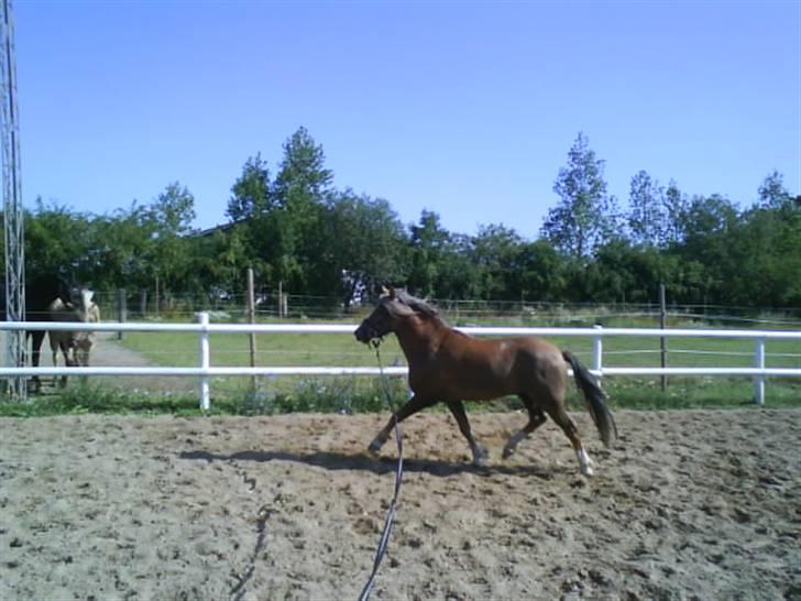 Welsh Mountain (sec A) Spirit<3(har tilredet)<3 billede 13