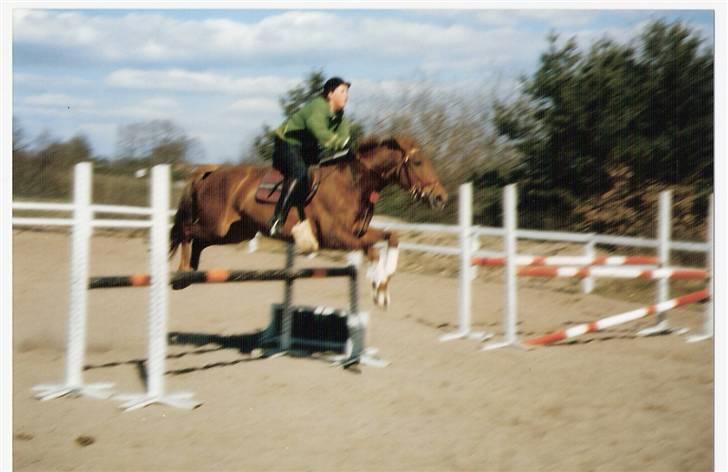 Dansk Varmblod Gritt- Rip smukke himmelhest?? billede 5