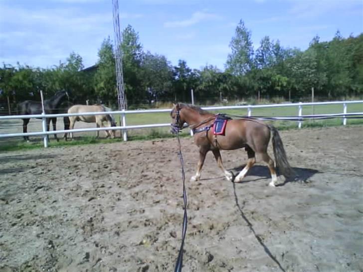 Welsh Mountain (sec A) Spirit<3(har tilredet)<3 billede 14