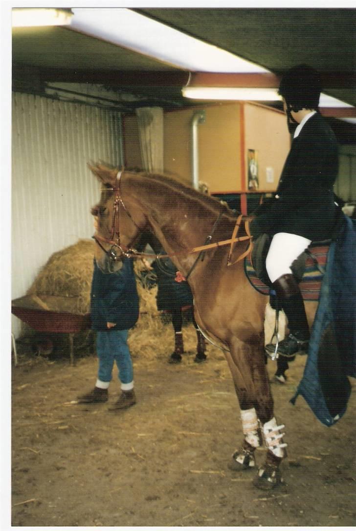 Dansk Varmblod Gritt- Rip smukke himmelhest?? billede 6