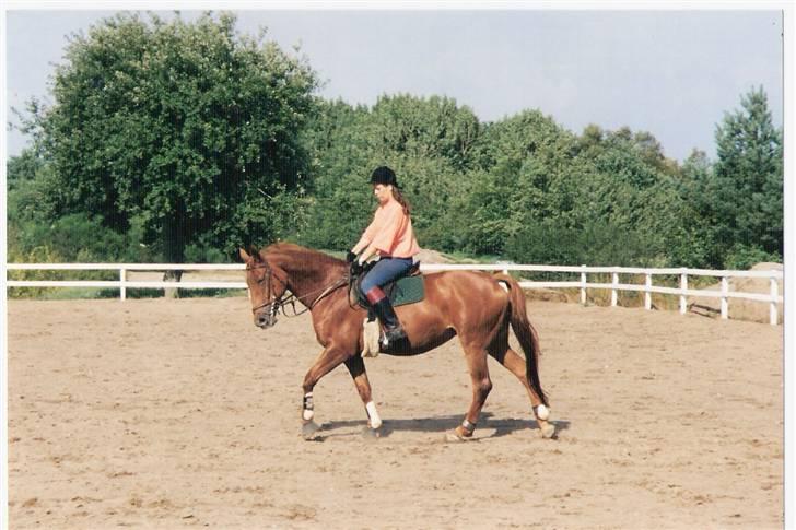 Dansk Varmblod Gritt- Rip smukke himmelhest?? billede 7