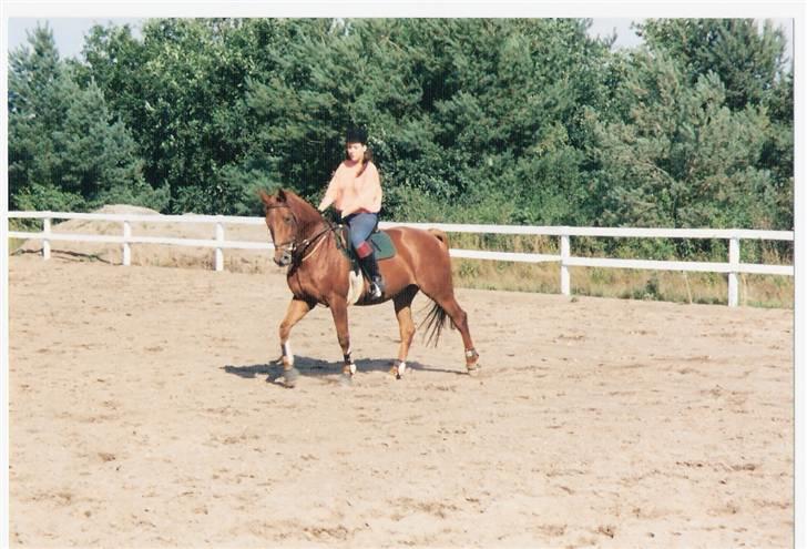 Dansk Varmblod Gritt- Rip smukke himmelhest?? - Gritt som dressurhest,o) billede 8