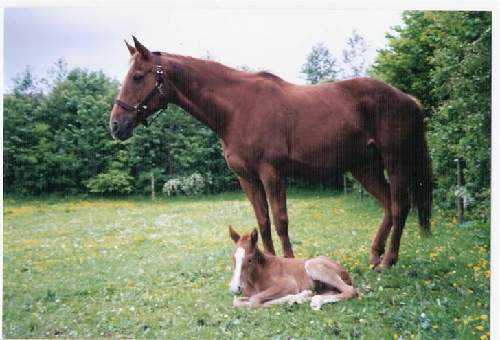 Dansk Varmblod Gritt- Rip smukke himmelhest?? - Gritte med Caballino som føl  billede 9