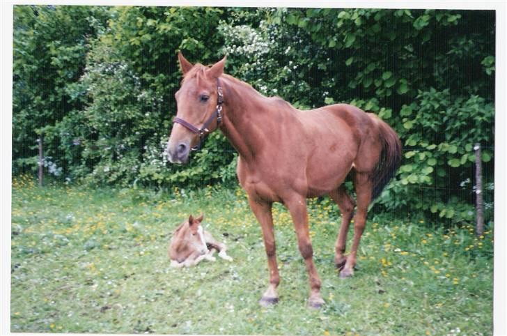 Dansk Varmblod Gritt- Rip smukke himmelhest?? - Smukke Gritte med Caballino som føl billede 10