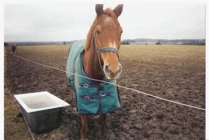 Dansk Varmblod Gritt- Rip smukke himmelhest?? - Jeg tager mig lige en skraber... det mega hårdt at gå og nyde livet;o) billede 11