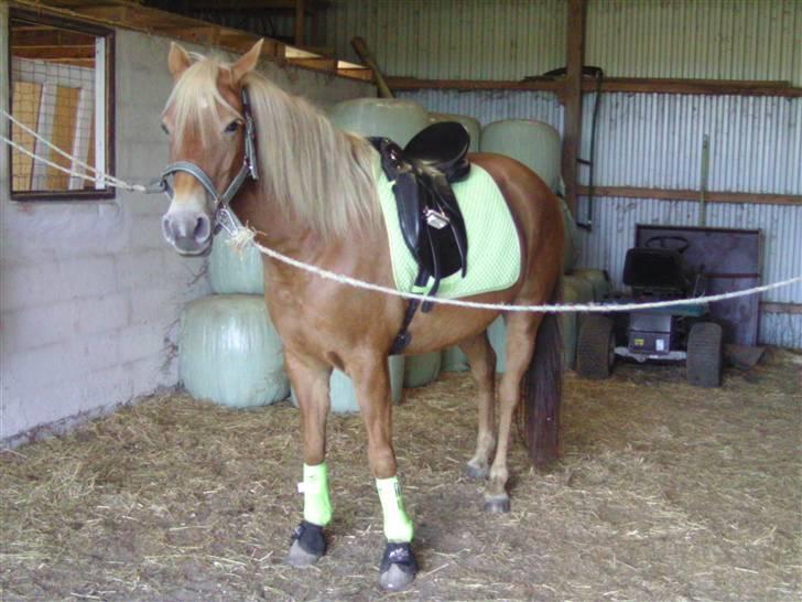 Haflinger /New Forest Kebbe - Se lige min smukke pony m. Limegrønt sæt!! I.L.Y 4 ever!!<33 billede 14