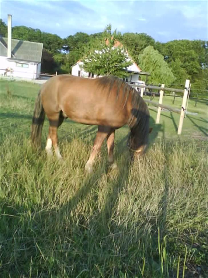 Welsh Mountain (sec A) Spirit<3(har tilredet)<3 billede 15