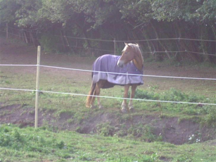 Haflinger /New Forest Kebbe - Smuk hest forklædt i sin blå frakke xD billede 15