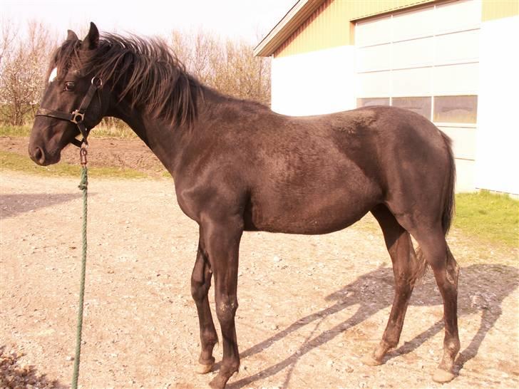 Norsk Varmblod  D'amour billede 11