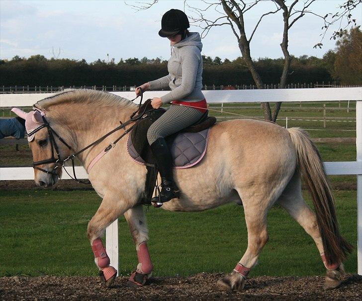 Fjordhest | Ellegaards Tjørn - Før jeg vidste hvad det betød med hans hals, så det sådan ud.. billede 18