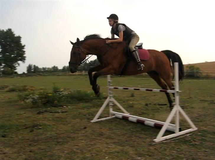 Dansk Varmblod Marquis  - *Springer ca. 88 cm.. Sorry kvaliteten, taget ud fra video* billede 12