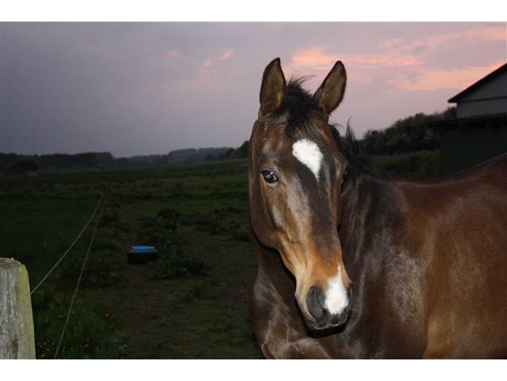 {{currentPhoto.altText}} billede {{currentPhoto.number}}