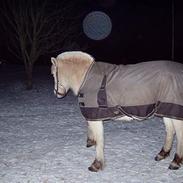 Fjordhest Sille (Solgt)