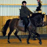 Arabisk fuldblod (OX) Riel´l  (Solgt 2006)