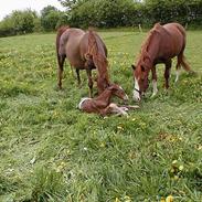 Dansk Varmblod Flame