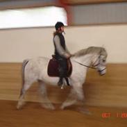 Anden særlig race Tybjerggaards Ami *solgt*