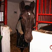 Oldenborg Moonlight Shadow *SOLGT*