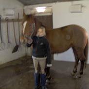 New Forest avanti girl