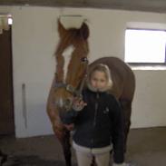 New Forest avanti girl