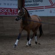 Trakehner Kejserinden(SOLGT)