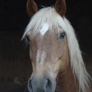 Haflinger Agent 007