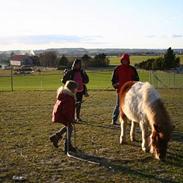 Shetlænder Pletter <33
