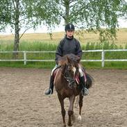 Anden særlig race Lady Papaya 