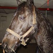 Anden særlig race Django<3 gammel pony ;/