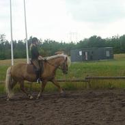 New Forest Filip *Solgt d. 210806*