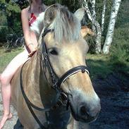 Fjordhest Claudia :)
