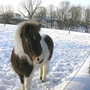 Anden særlig race otto