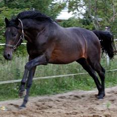 Dansk Varmblod Graversgaards Armageddon