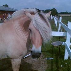 Fjordhest Lasse