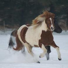 Islænder Skjalda fra Bakholm