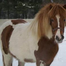 Islænder Skjalda fra Bakholm