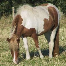 Islænder Skjalda fra Bakholm