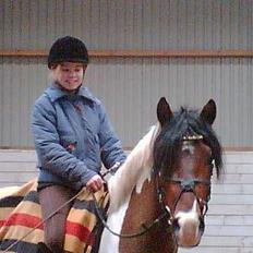 Pinto Little Highness (Solgt)
