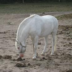 Welsh Pony af Cob-type (sec C) korreborgs nichlas