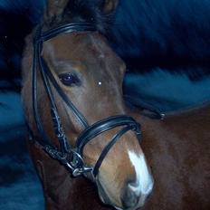 New Forest Starlight (solgt)